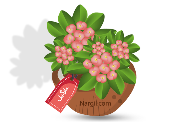Nargil_Euphorbia Milii